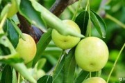 咱沾化老乡说的“真恣儿”，大荔老哥喊的“美得很”！种冬枣这事，没下过苦的人是不知道的——看着脆甜，种着碎心！