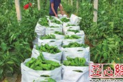 好地种出放心菜：俺这些年摸索出的无公害蔬菜种植真心得