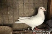家鸽子养殖，新手如何不交“智商税”