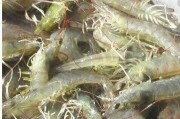 探索青虾养殖新法门，这些招数让养虾更轻松