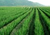俺们安丘大葱，从土里刨出金疙瘩的技术门道