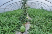 大田西瓜种植管理技术：从田间困惑到甜蜜丰收的实用指南