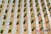 嘿，老乡！想种出甜蜜爆汁的好柚子？这份实打实的“种柚经”收好了！