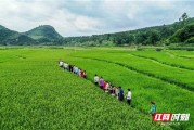 永州农业技术真滴攒劲，让老乡们种田省心又赚钱