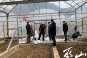 大棚西红柿打药有门道，这些窍门让你省心又增收