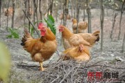 土鸡急冻有妙招，锁住原味不走样