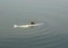 傻傻分不清？AI Dolphin这三个“兄弟”你认识几个？